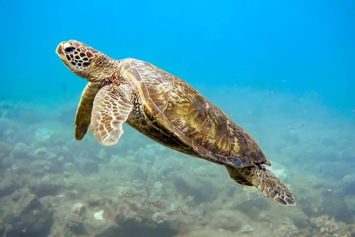 A Turtle siting on a snorkel tour on the Na Pali Coast