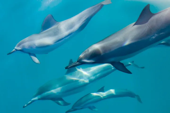 dolphins underwater