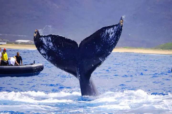 A Whale Watching Tour Seeing a whale throw his tail in the air.