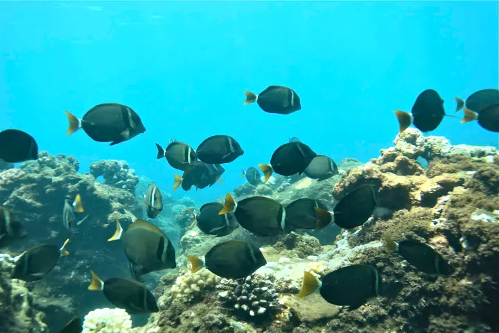 Fish Swimming at Nualolo Kai in blue waters next to a coral reef