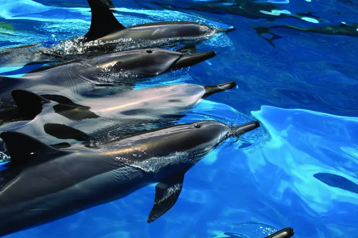 Dolphins swimming next to a Boat in Kauai.
