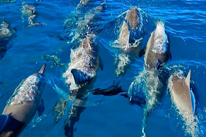 Spinner Dolphins on the bowing their spouts in the Blue Waters of Kauai