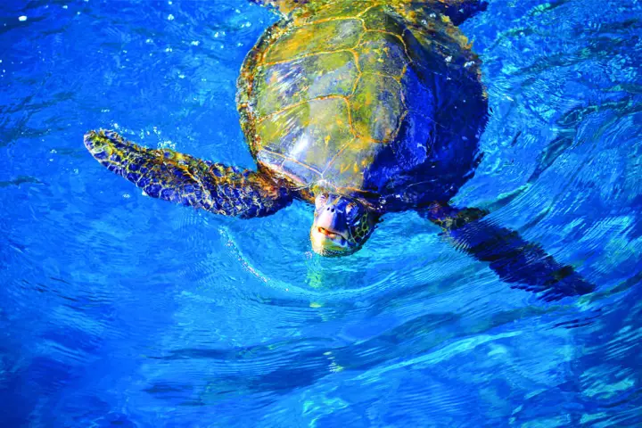 A Turtle coming up for air next to boat tour.