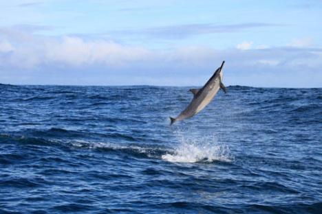 View of a Spinner Dolphin Jumping out of the water from a Private Boat Tour