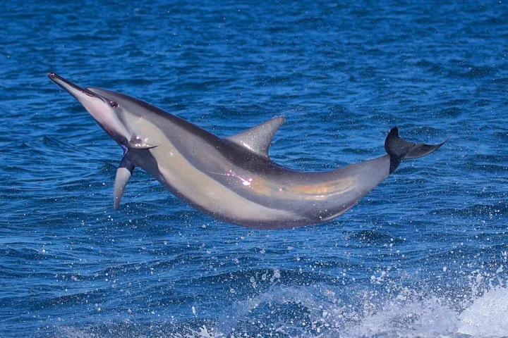 A Hawaiian Spinner Dolphin jumping out of the water