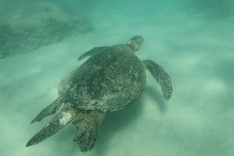 a turtle swimming under water