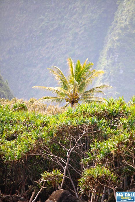 a tree with a mountain in the background