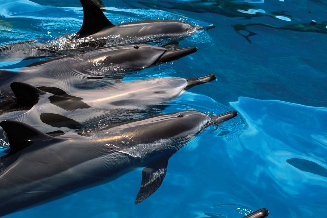 Hawaiin Spinner Dolphins catching breath in blue ocean Hawaiin Spinner Dolphins catching breath in blue ocean