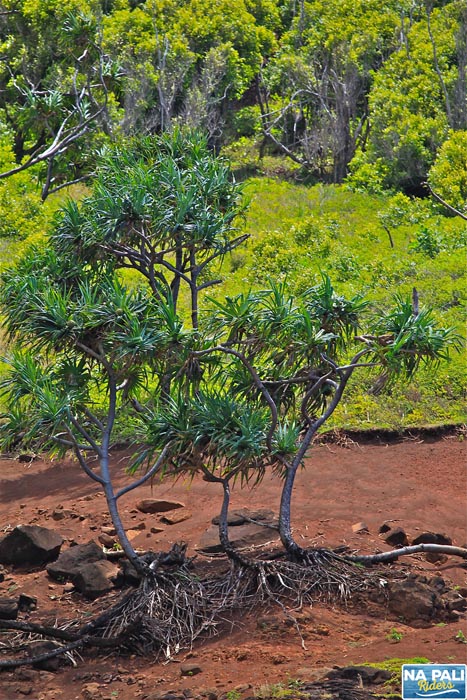 a herd of zebra standing next to a tree
