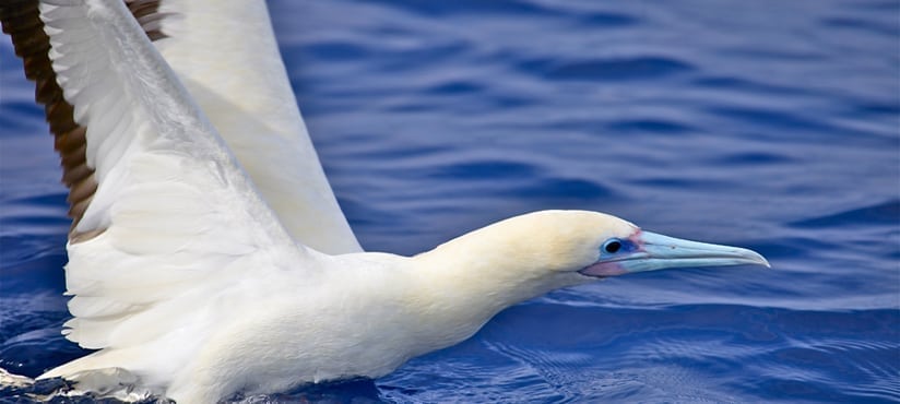 a swan swimming in a body of water