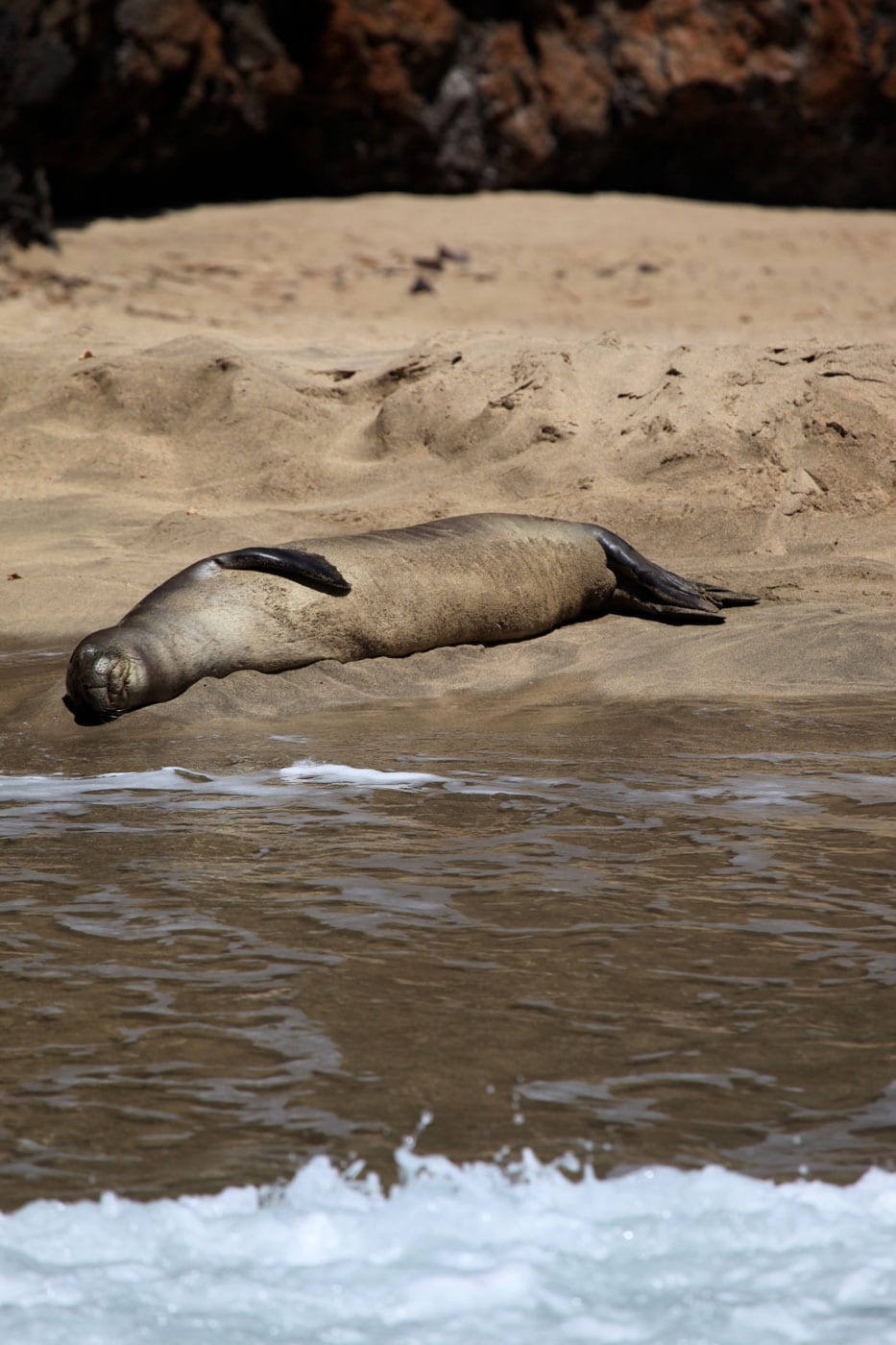 a seal on a rock next to a body of water