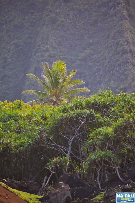 a tree with a mountain in the background