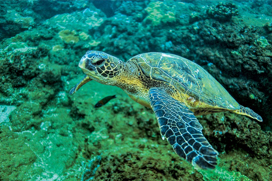 A Turtle Siting in blue water during a Kauai Snorkel Tour.