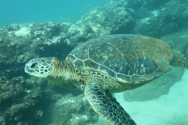 a turtle swimming under water