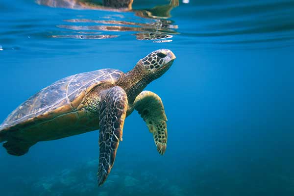 A Tutle swimming underwater at Turtle Cove A Tutle swimming underwater at Turtle Cove