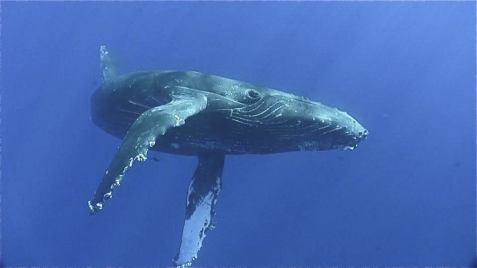 A Whale in Kauai swimming underwater