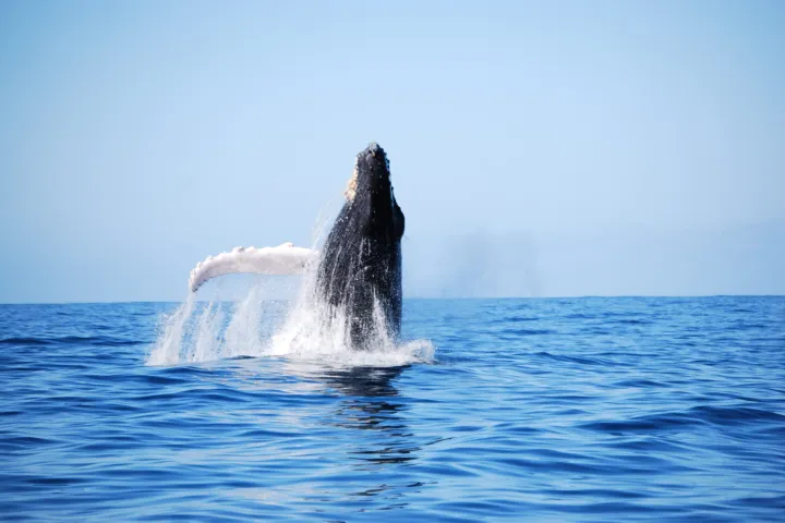 A Whale breaching out of the water viewed from a Zodiac Raft Boat tour of the Na Pali Coast of Kauai.