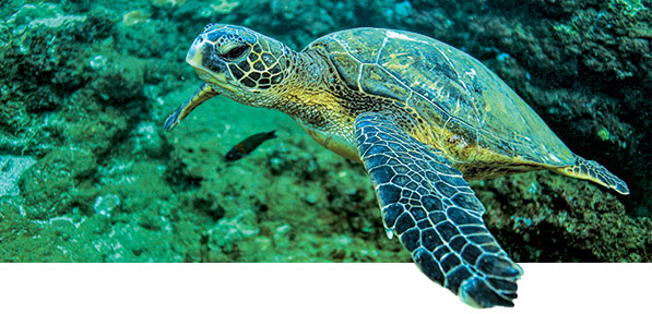A Sea Turtle in Kauai waters off the Na Pali Coast