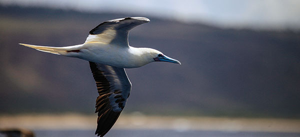 A Kauai Booby Bird Flying in front of the Na Pali Coast A Kauai Booby Bird Flying in front of the Na Pali Coast