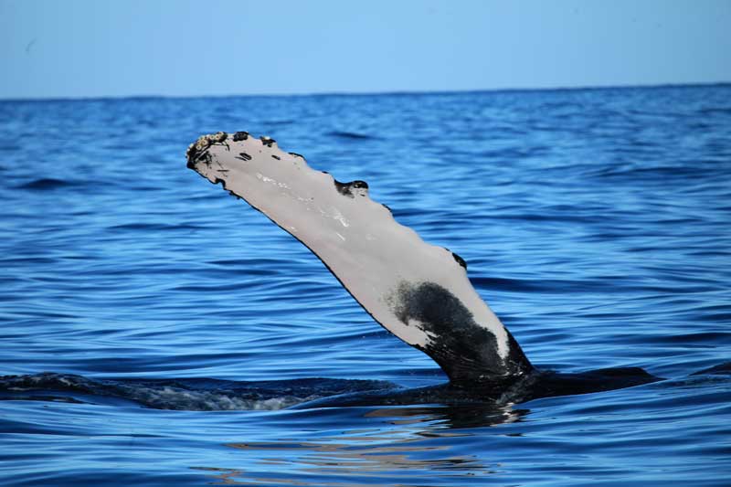 A Whale Waving its fin at a Whale Watching boat tour in Kauai