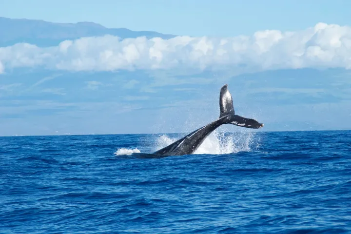 A humpback whale breaching the water and throwing up its whale tail.