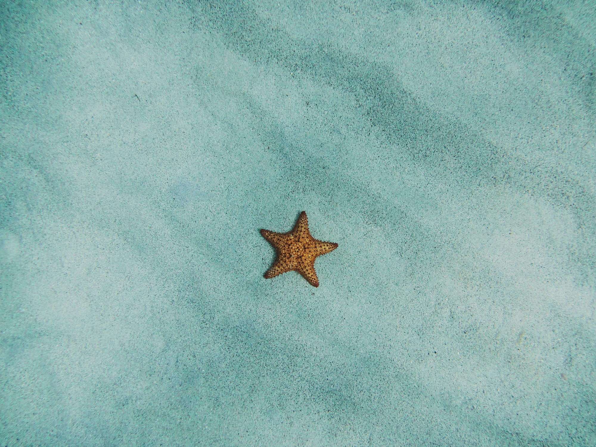 amy-humphries-2M_sDJ_agvs-unsplash (1) a photo of a starfish by itself in the clear sandy water