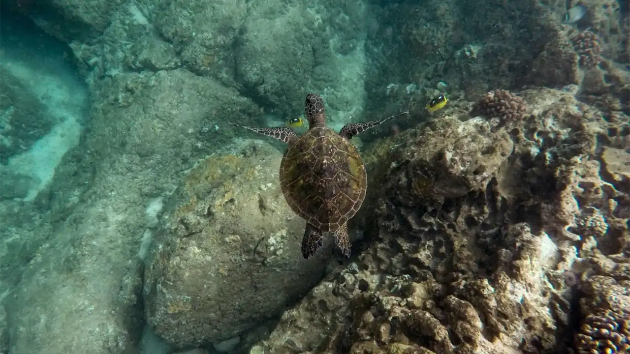 Sea turtle swimming over coral reef with fish nearby while snorkeling with Na Pali Riders.