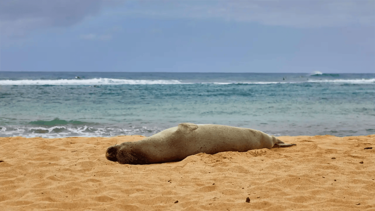 Seal lying on sandy beach with ocean waves in background on the Na Pali Coast.